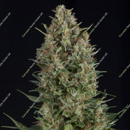 Wembley Feminized Marijuana Strain by Pyramid Seeds For Sale Online at Cannabis Seeds Outlet