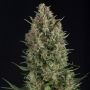 Wembley Feminized Marijuana Strain by Pyramid Seeds For Sale Online at Cannabis Seeds Outlet