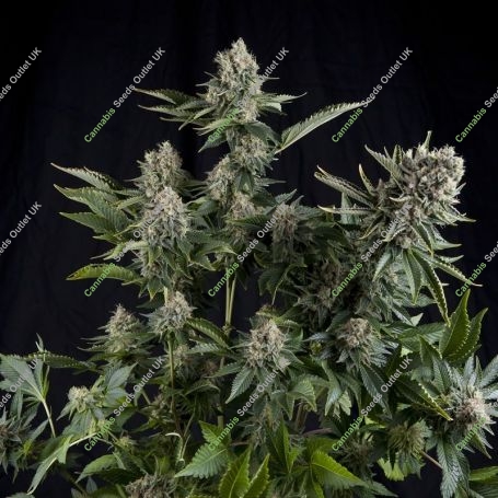 White Widow CBD Feminized Marijuana Strain by Pyramid Seeds For Sale Online at Cannabis Seeds Outlet