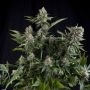 White Widow CBD Feminized Marijuana Strain by Pyramid Seeds For Sale Online at Cannabis Seeds Outlet
