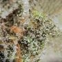 Cannabis Seeds Outlet Cookies n Cheese Smoke Buds Weed Ganja Skunk Dope Pot Images Pics Nuggets