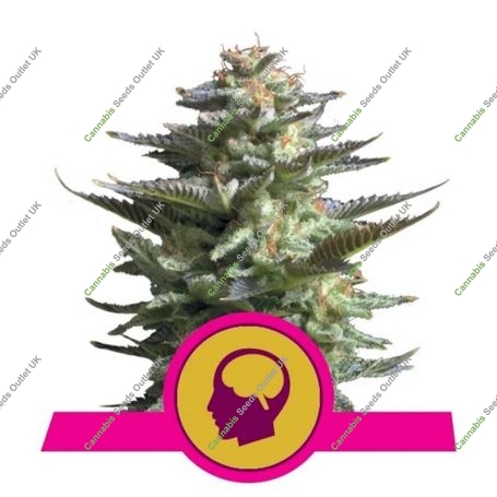 Amnesia Haze Feminized Marijuana Strain by Royal Queen Seeds For Sale Online at Cannabis Seeds Outlet