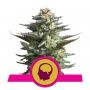 Amnesia Haze Feminized Marijuana Strain by Royal Queen Seeds For Sale Online at Cannabis Seeds Outlet