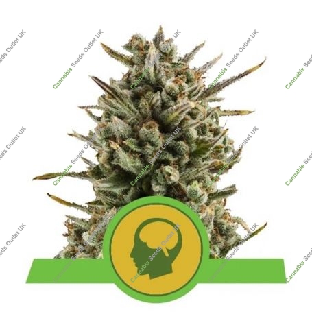 Amnesia Haze Auto Feminized Marijuana Strain by Royal Queen Seeds For Sale Online at Cannabis Seeds Outlet