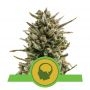 Amnesia Haze Auto Feminized Marijuana Strain by Royal Queen Seeds For Sale Online at Cannabis Seeds Outlet