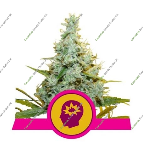AMG Amnesia Mac Feminized Marijuana Strain by Royal Queen Seeds For Sale Online at Cannabis Seeds Outlet