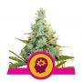 AMG Amnesia Mac Feminized Marijuana Strain by Royal Queen Seeds For Sale Online at Cannabis Seeds Outlet