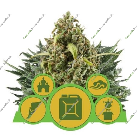 Mix Auto Feminized Marijuana Strain by Royal Queen Seeds For Sale Online at Cannabis Seeds Outlet