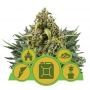 Mix Auto Feminized Marijuana Strain by Royal Queen Seeds For Sale Online at Cannabis Seeds Outlet