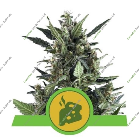 Blue Cheese Auto Feminized Marijuana Strain by Royal Queen Seeds For Sale Online at Cannabis Seeds Outlet