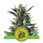 Blue Cheese Auto Feminized Marijuana Strain by Royal Queen Seeds For Sale Online at Cannabis Seeds Outlet