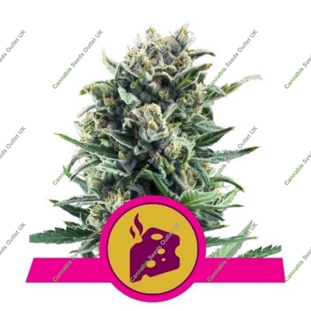 Blue Cheese Feminized Marijuana Strain by Royal Queen Seeds For Sale Online at Cannabis Seeds Outlet