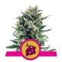 Blue Cheese Feminized Marijuana Strain by Royal Queen Seeds For Sale Online at Cannabis Seeds Outlet