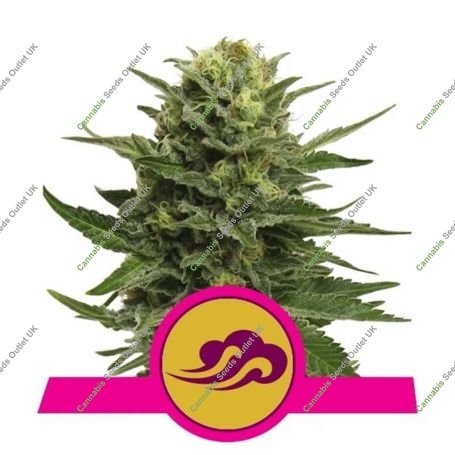 Blue Mystic Feminized Marijuana Strain by Royal Queen Seeds For Sale Online at Cannabis Seeds Outlet