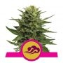 Blue Mystic Feminized Marijuana Strain by Royal Queen Seeds For Sale Online at Cannabis Seeds Outlet