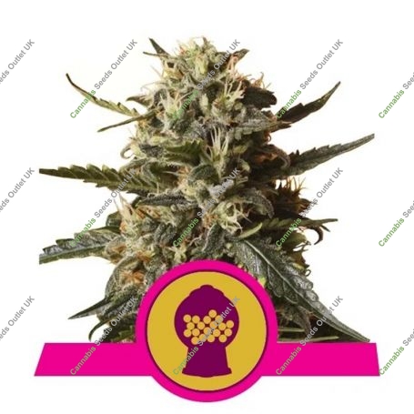 Bubble Gum XL Feminized Marijuana Strain by Royal Queen Seeds For Sale Online at Cannabis Seeds Outlet