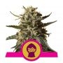 Bubble Gum XL Feminized Marijuana Strain by Royal Queen Seeds For Sale Online at Cannabis Seeds Outlet