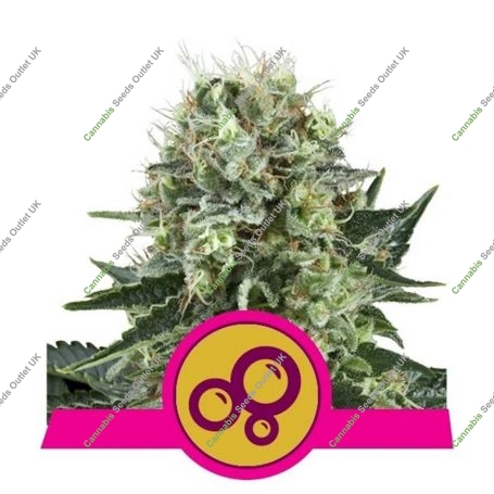 Bubble Kush Feminized Marijuana Strain by Royal Queen Seeds For Sale Online at Cannabis Seeds Outlet