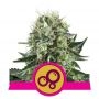 Bubble Kush Feminized Marijuana Strain by Royal Queen Seeds For Sale Online at Cannabis Seeds Outlet