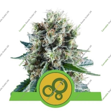 Bubble Kush Auto Feminized Marijuana Strain by Royal Queen Seeds For Sale Online at Cannabis Seeds Outlet