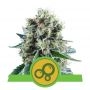 Bubble Kush Auto Feminized Marijuana Strain by Royal Queen Seeds For Sale Online at Cannabis Seeds Outlet
