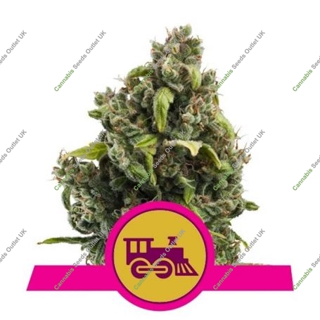 Candy Kush Express Fast V Marijuana Strain by Royal Queen Seeds For Sale Online at Cannabis Seeds Outlet