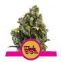 Candy Kush Express Fast V Marijuana Strain by Royal Queen Seeds For Sale Online at Cannabis Seeds Outlet