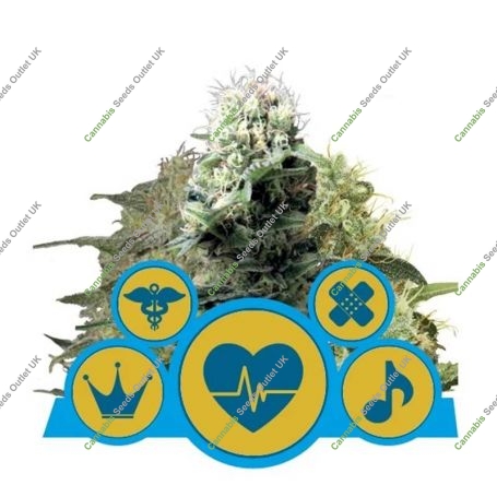 CBD Mix Feminized Marijuana Strain by Royal Queen Seeds For Sale Online at Cannabis Seeds Outlet