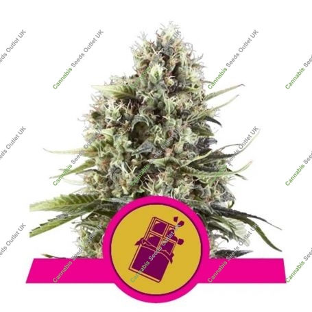 Chocolate Haze Feminized Marijuana Strain by Royal Queen Seeds For Sale Online at Cannabis Seeds Outlet