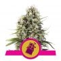 Chocolate Haze Feminized Marijuana Strain by Royal Queen Seeds For Sale Online at Cannabis Seeds Outlet