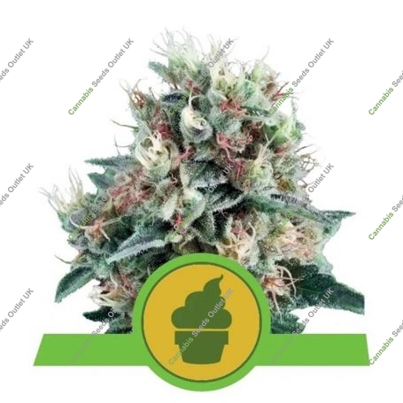 Creamatic Feminized Marijuana Strain by Royal Queen Seeds For Sale Online at Cannabis Seeds Outlet