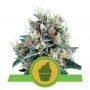 Creamatic Feminized Marijuana Strain by Royal Queen Seeds For Sale Online at Cannabis Seeds Outlet