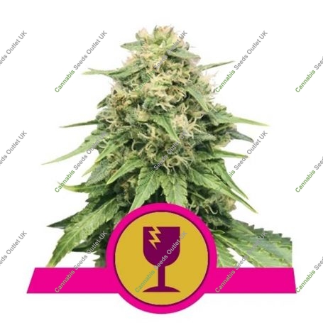 Critical Feminized Marijuana Strain by Royal Queen Seeds For Sale Online at Cannabis Seeds Outlet