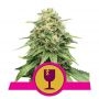 Critical Feminized Marijuana Strain by Royal Queen Seeds For Sale Online at Cannabis Seeds Outlet