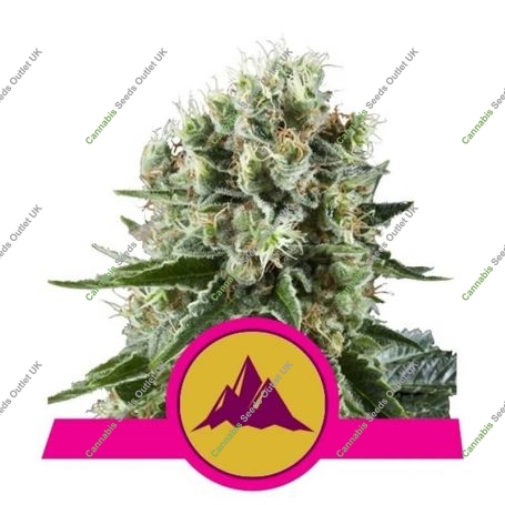 Critical Kush Feminized Marijuana Strain by Royal Queen Seeds For Sale Online at Cannabis Seeds Outlet