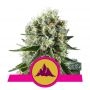Critical Kush Feminized Marijuana Strain by Royal Queen Seeds For Sale Online at Cannabis Seeds Outlet