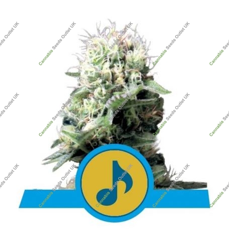 Dance World CBD Feminized Marijuana Strain by Royal Queen Seeds For Sale Online at Cannabis Seeds Outlet