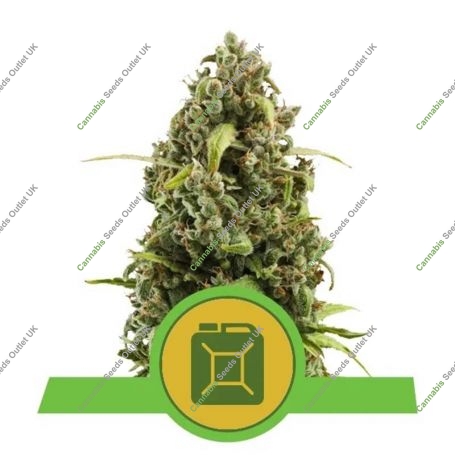 Diesel Auto Feminized Marijuana Strain by Royal Queen Seeds For Sale Online at Cannabis Seeds Outlet