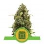 Diesel Auto Feminized Marijuana Strain by Royal Queen Seeds For Sale Online at Cannabis Seeds Outlet