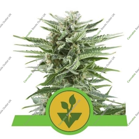 Easy Bud Auto Feminized Marijuana Strain by Royal Queen Seeds For Sale Online at Cannabis Seeds Outlet