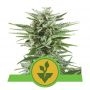 Easy Bud Auto Feminized Marijuana Strain by Royal Queen Seeds For Sale Online at Cannabis Seeds Outlet