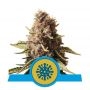 Euphoria CBD Feminized Marijuana Strain by Royal Queen Seeds For Sale Online at Cannabis Seeds Outlet