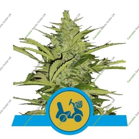 Fast Eddy Auto CBD Feminized Marijuana Strain by Royal Queen Seeds For Sale Online at Cannabis Seeds Outlet