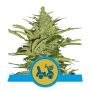 Fast Eddy Auto CBD Feminized Marijuana Strain by Royal Queen Seeds For Sale Online at Cannabis Seeds Outlet