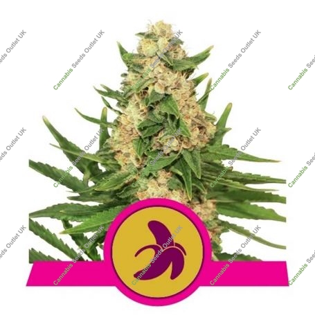 Fat Banana Feminized Marijuana Strain by Royal Queen Seeds For Sale Online at Cannabis Seeds Outlet