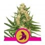 Fat Banana Feminized Marijuana Strain by Royal Queen Seeds For Sale Online at Cannabis Seeds Outlet