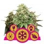 Feminized Mix Marijuana Strain by Royal Queen Seeds For Sale Online at Cannabis Seeds Outlet