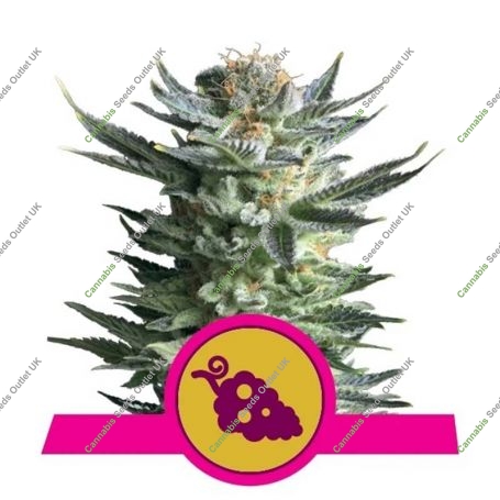 Fruit Spirit Feminized Marijuana Strain by Royal Queen Seeds For Sale Online at Cannabis Seeds Outlet