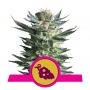 Fruit Spirit Feminized Marijuana Strain by Royal Queen Seeds For Sale Online at Cannabis Seeds Outlet
