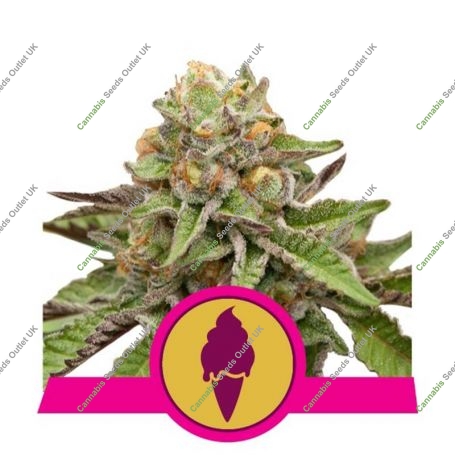 Green Gelato Feminized Marijuana Strain by Royal Queen Seeds For Sale Online at Cannabis Seeds Outlet
